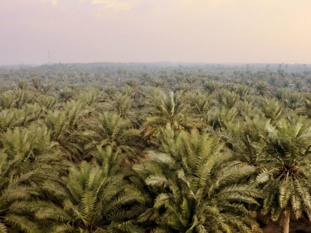 Amazing palm trees in Al Ahsa one of the great places to travel during Eid Al-Adha in Saudi Arabia 