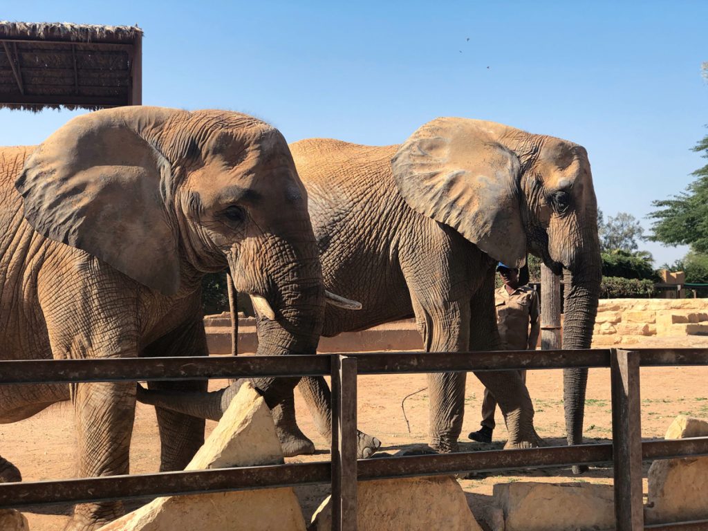 Things to do for under SAR100 in Riyadh: elephants a the zoo