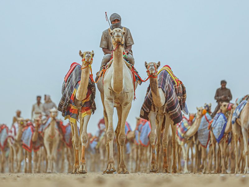 AlUla Camel Cup 2023 first exciting new Saudi Arabia race